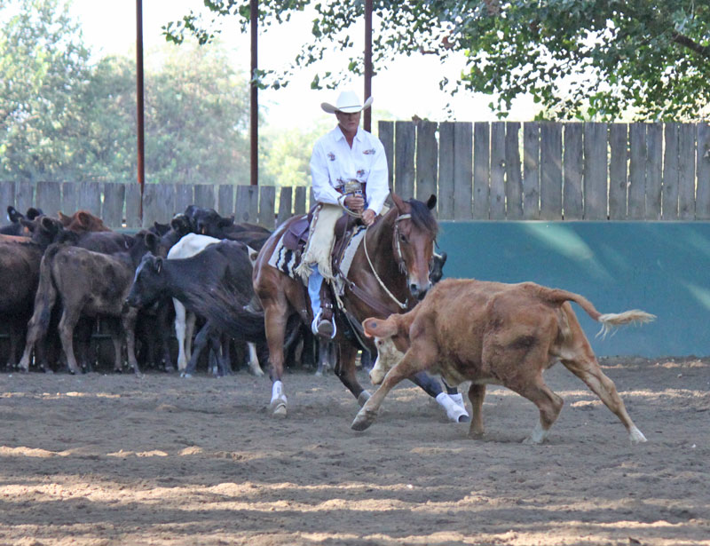 ranch cutting horse