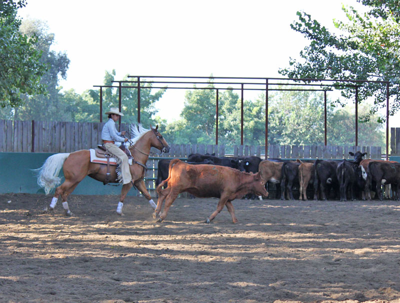 cutting horse