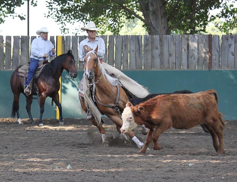 palomino cutting horse