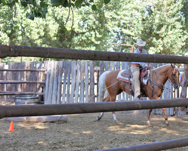 horse draggin a log