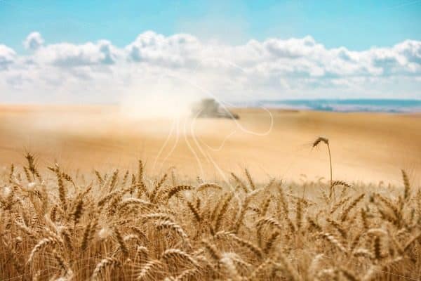 Wheat Harvest 2019 - Cowgirl Media