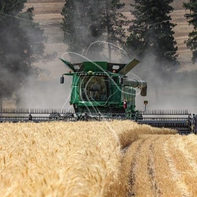 Wheat Harvest 2019 - Cowgirl Media