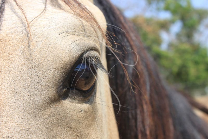 Buckskin horse eye closeup