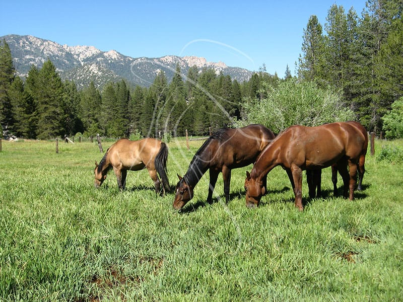 horses grazing in a mountain meadow