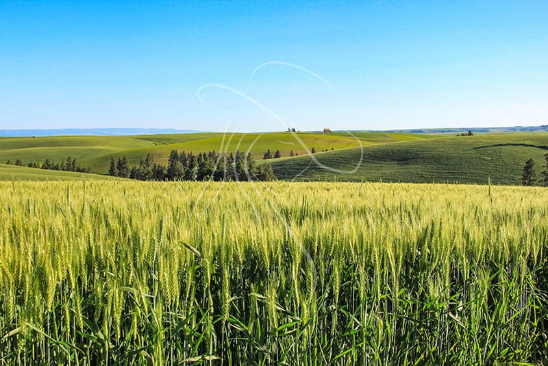 green Idaho wheatfield