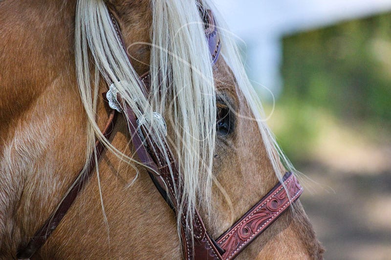palomino horse close-up