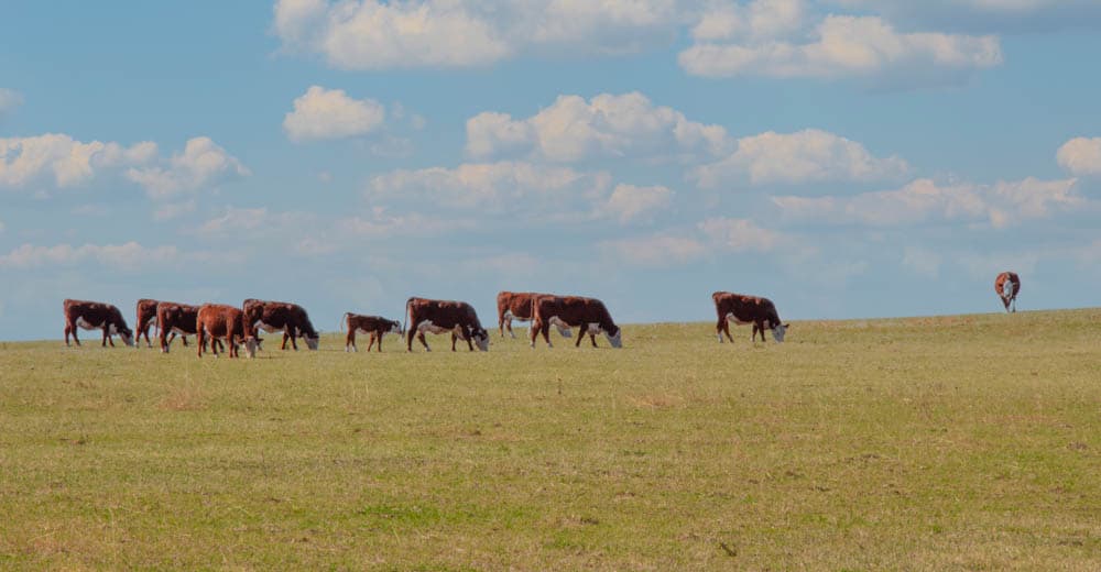 Hereford cattle grazing in a pasture