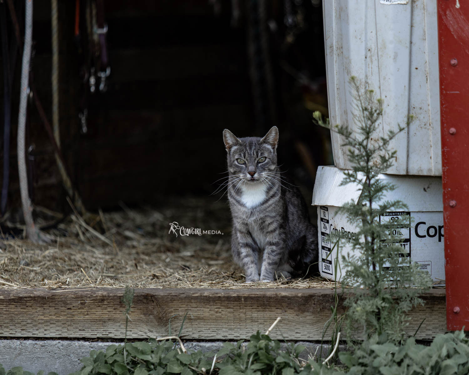 barn cat sitting in the doorway