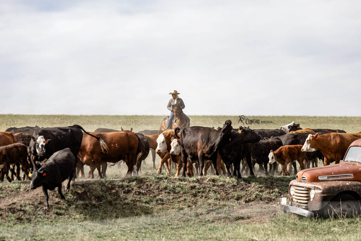 cattle gathering