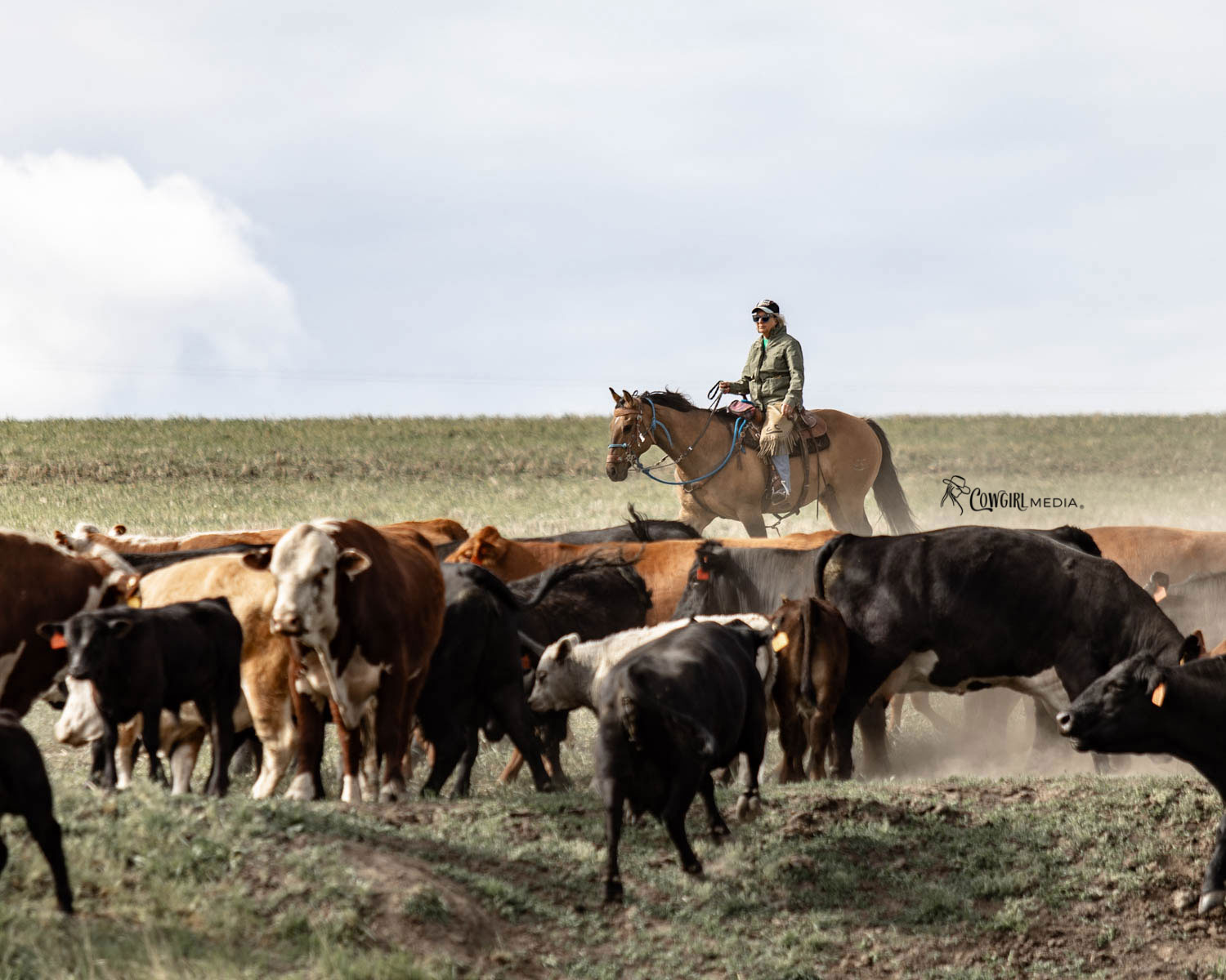 cowgirl gathering up the cattle