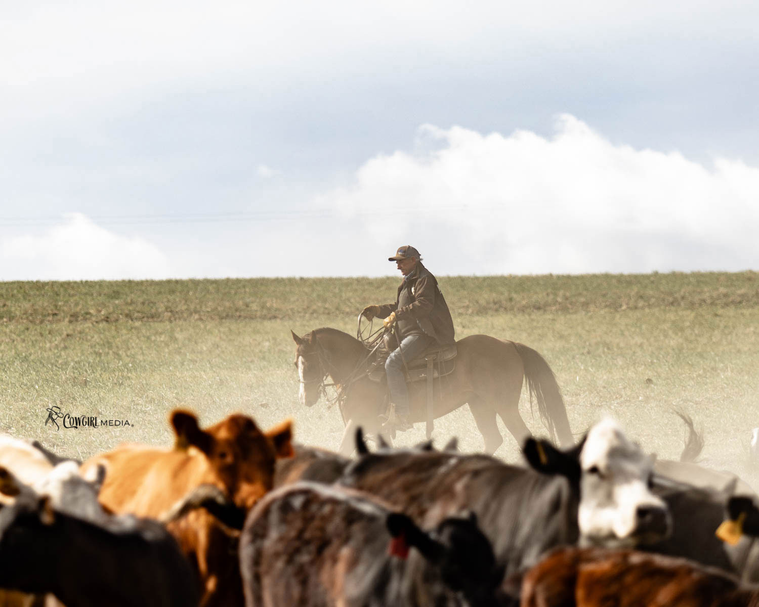 gathering cattle