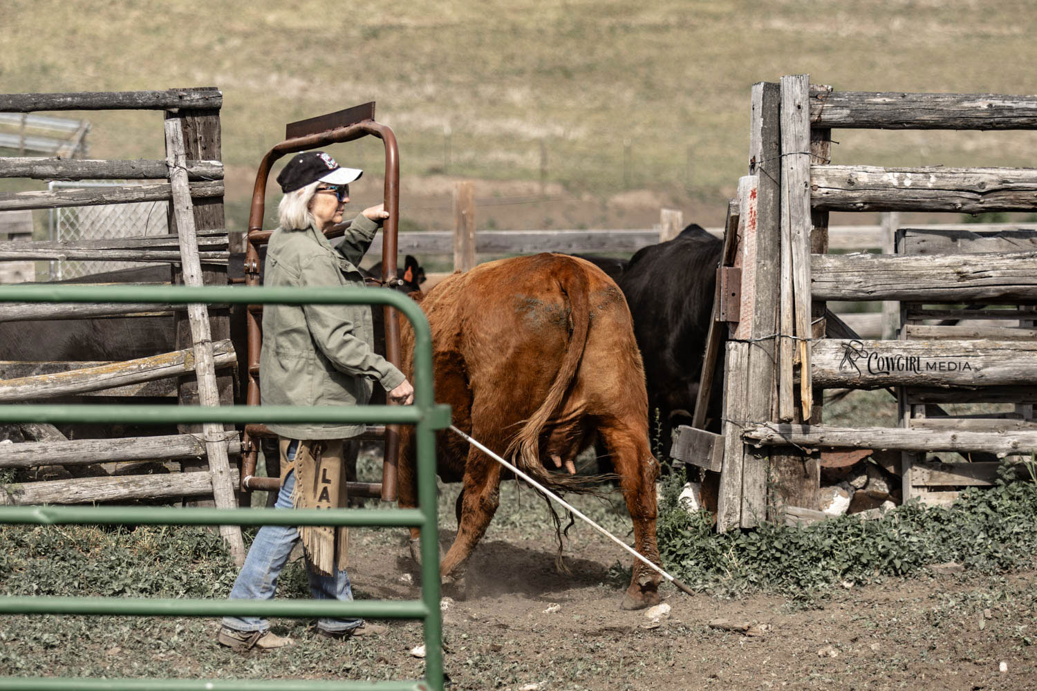 sorting cattle