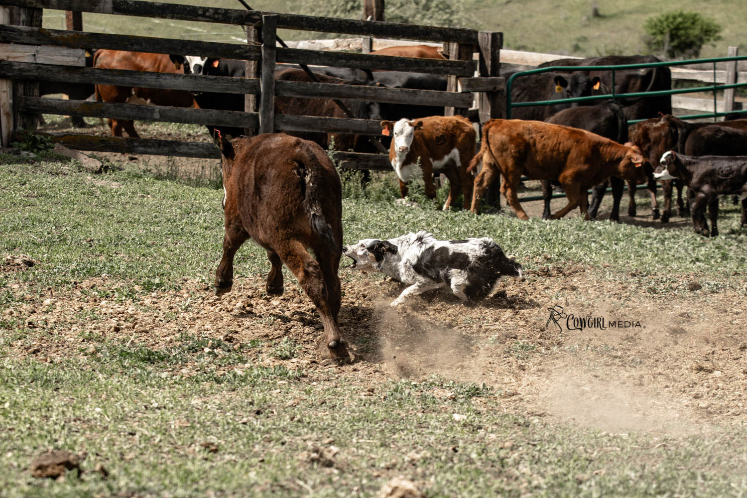 dog working calves