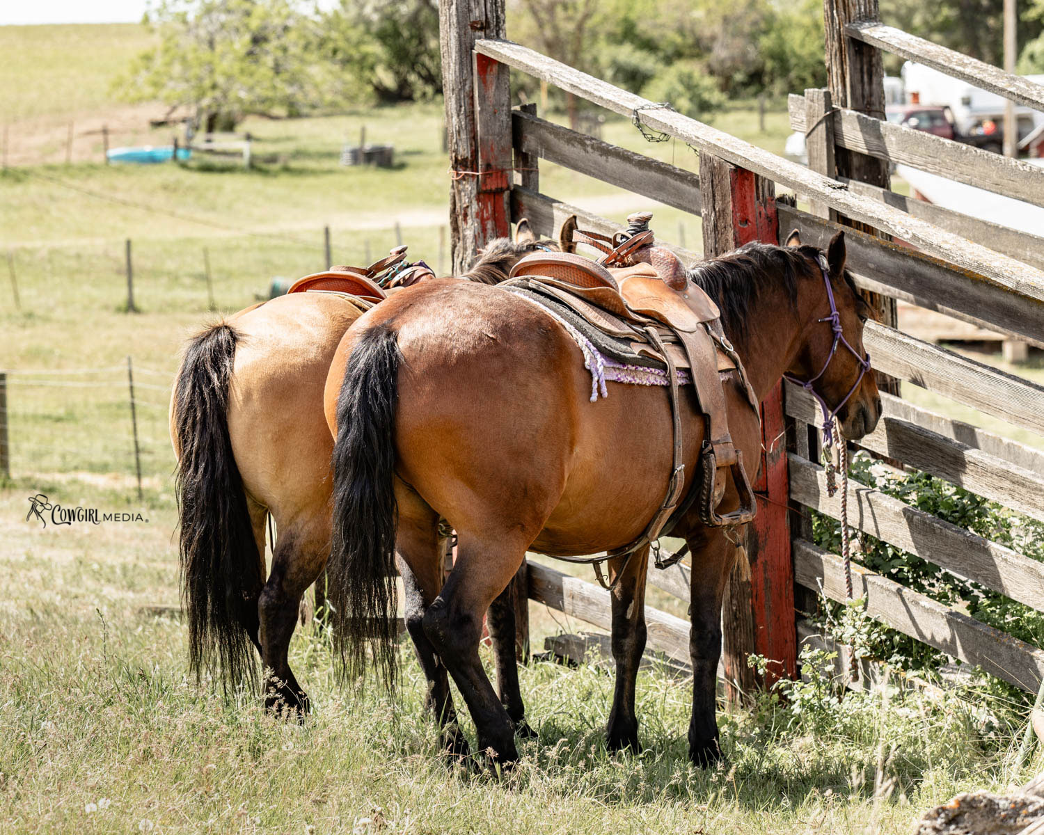 horses tied to the fence