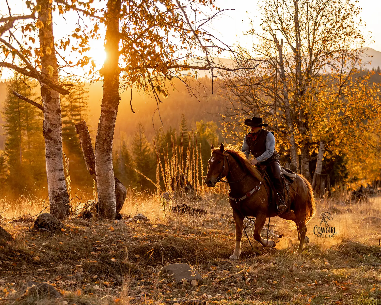 Cowboy trotting his horse up the hill with the sunset on Aspen trees in the background